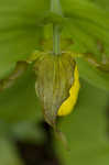 Yellow lady's slipper